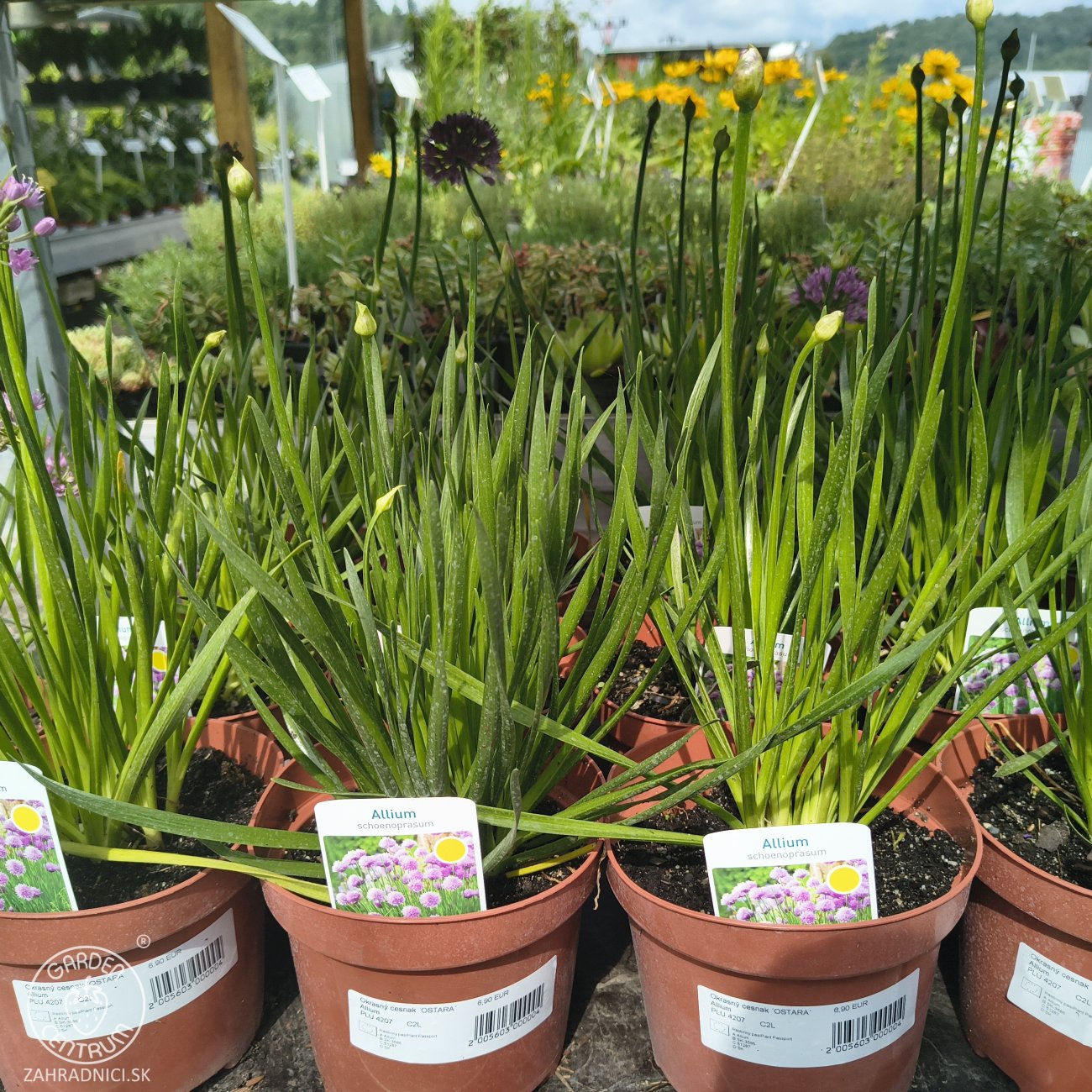 Obrázok Okrasný cesnak (Allium) ´OSTARA´, kont. C2L